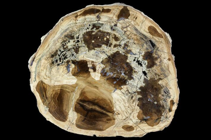 Petrified Wood (Cherry) Round - McDermitt, Oregon #104921